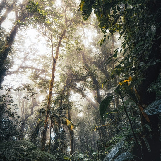 voyage-costa-rica-monteverde-christopher-austin-unsplash