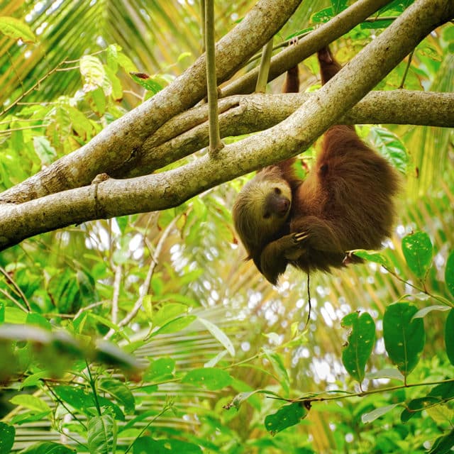 voyage-costa-rica-nature-paresseux-adrian-valverde-unsplash