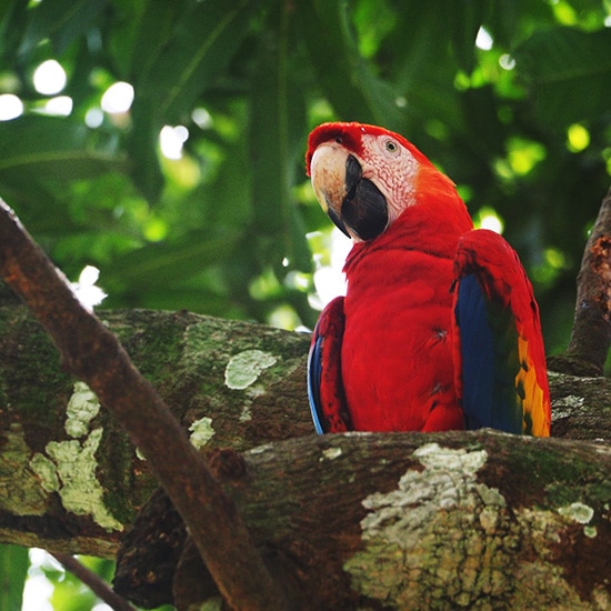 voyage-costa-rica-osa-perroquet-joanna-borkowska-unsplash