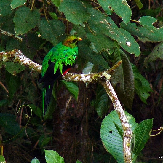 voyage-costa-rica-providencia-2-ecotourisme-tierra-latina