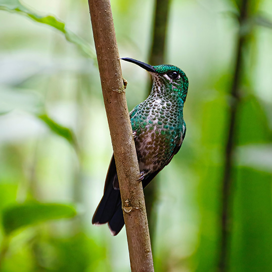 voyage-costa-rica-sarapiqui-antonio-bustamante-unsplash