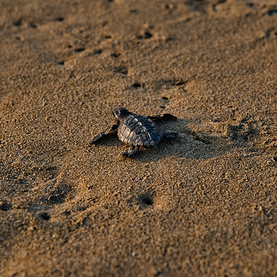 voyage-costa-rica-tortuguero-tortue-marco-bicca-unsplash