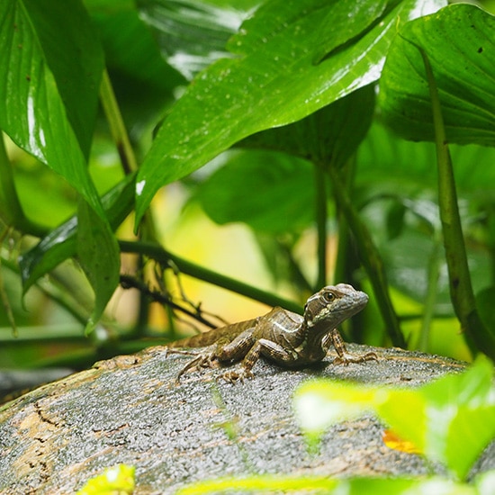 voyage-costa-rica-uvita-joanna-borkowska-unsplash