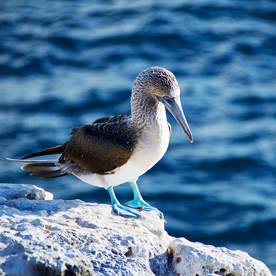 voyage-equateur-galapagos-fou-pieds-bleus-andy-brunner-unsplash