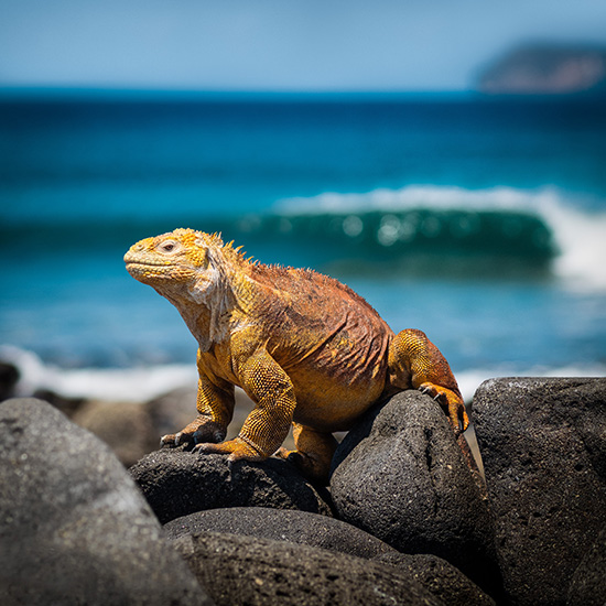 voyage-equateur-galapagos-iguane-simon-berger-unsplash