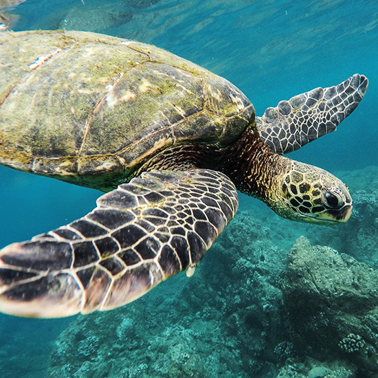 voyage-equateur-galapagos-tortue-jeremy-bishop-unsplash