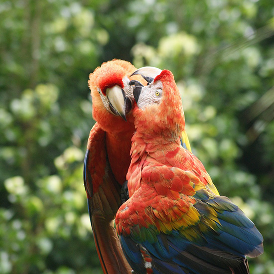 voyage-equateur-puyo-amazonie-lenin-orozco-pixabay