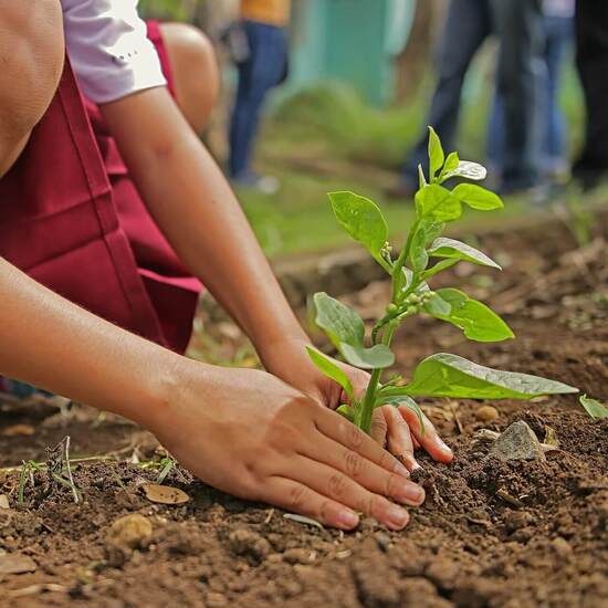 voyage-mexique-akumal-reforestation-odys