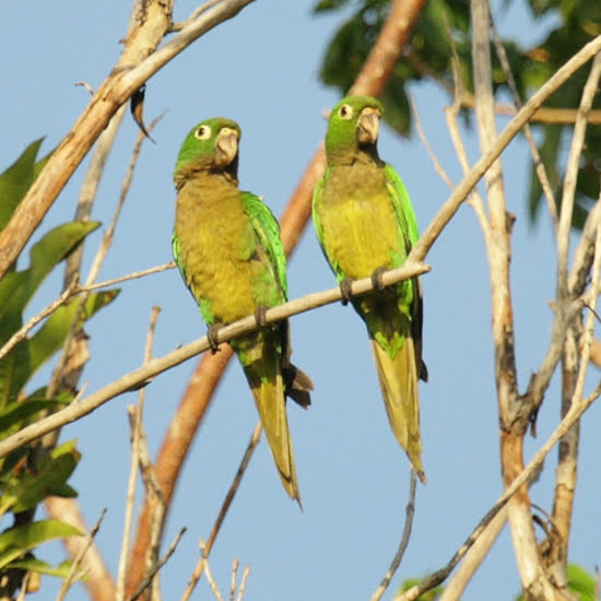 voyage-mexique-bacalar-oiseaux-odys