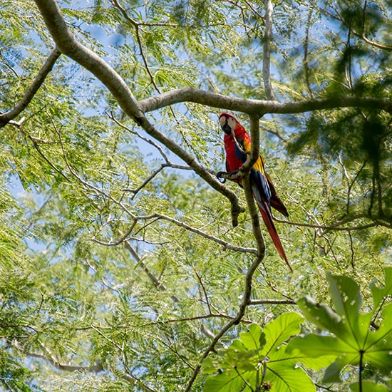 voyage-mexique-chiapas-palenque-perroquet-crisoforo-gaspar-hernandez-unsplash