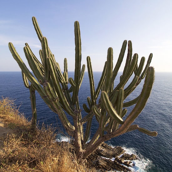 voyage-mexique-oaxaca-huatulco-eric-de-luca-pixabay