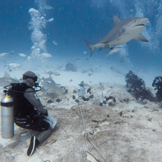 voyage-mexique-puerto-morelos-requin-bouledogue-odys