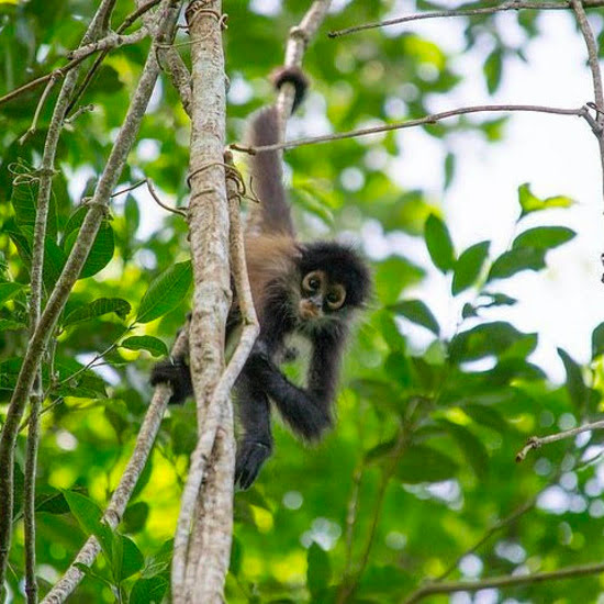 voyage-mexique-punta-laguna-odys