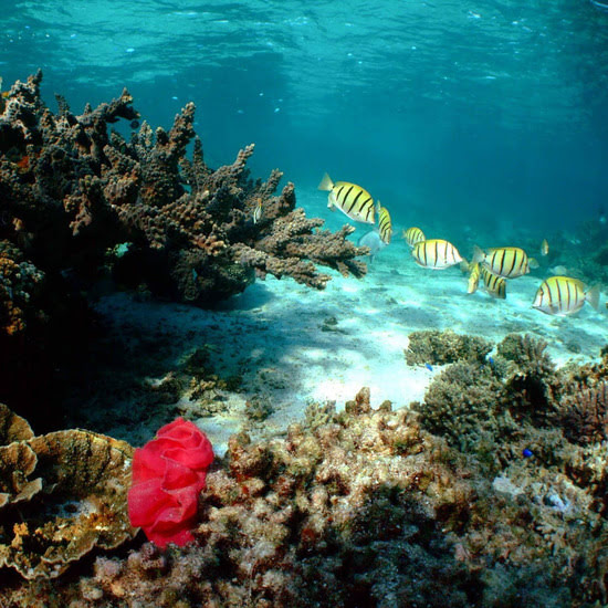 voyage-mexique-snorkeling-puerto-morelos-odys