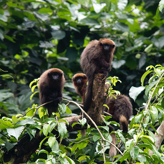 voyage-perou-puerto-maldonado-singes-renting-c-unsplash