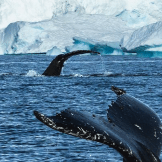 Observation des baleines océan austral en croisière dans l'antarctique