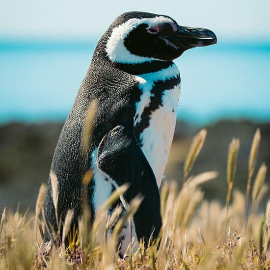 voyage-argentine-patagonie-puerto-madryn-fermin-rodriguez-penelas-unsplash