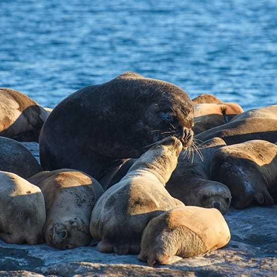voyage-argentine-puerto-madryn-lions-mer-gonzalo-esteguy-unsplash