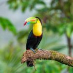 voyage-costa-rica-boca-tapada-toucan-rico-meier-unsplash