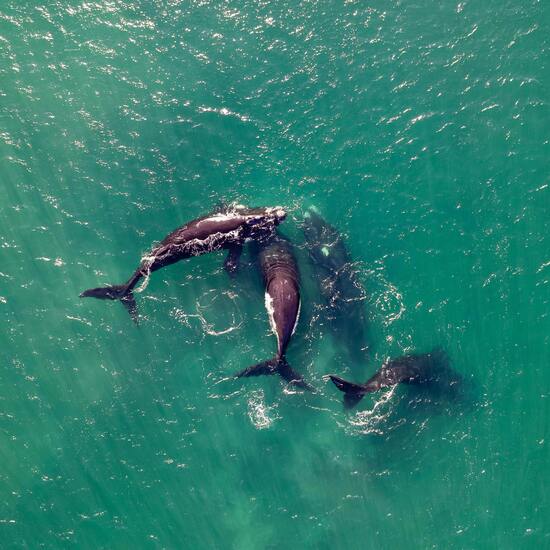 voyage-republique-dominicaine-baleines-pexels-ivan-stecko