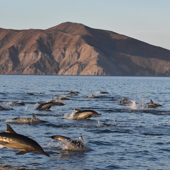 voyage-mexique-basse-californie-mer-de-cortes-odys