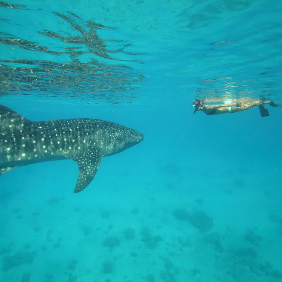 voyage-mexique-basse-californie-requins-baleines-odys