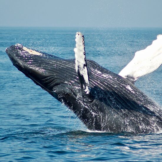 voyage-mexique-cabo-san-lucas-baleine-odys