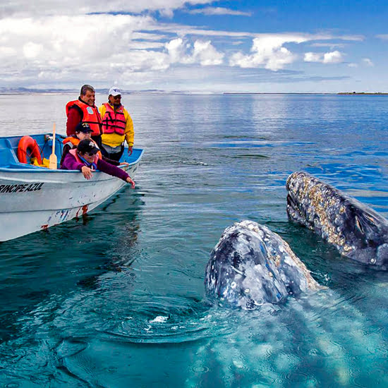 voyage-mexique-loreto-bahia-magdalena-baleines-odys