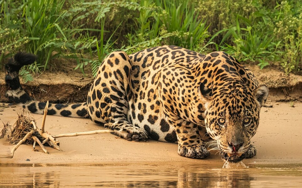 voyage-bresil-pantanal-jaguar-joanne-de-graaff-unsplash