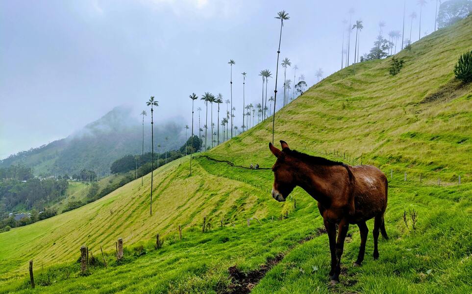 voyage-colombie-cocora-dominik-simecek-pexels