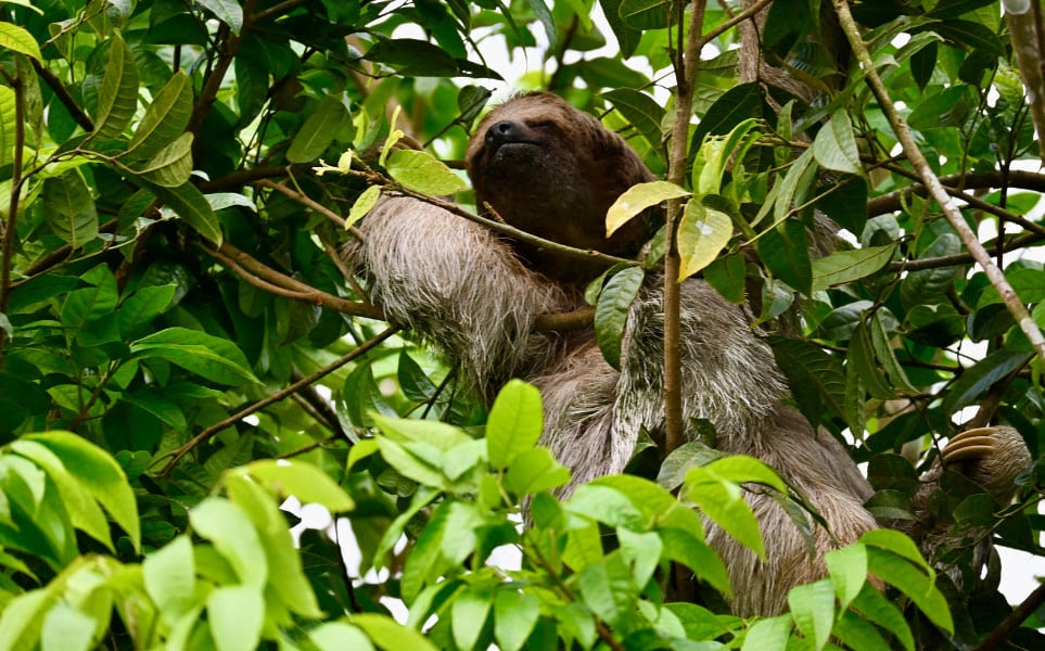 voyage-costa-rica-saison-des-pluies-fauna-crisbel-solano-pexels